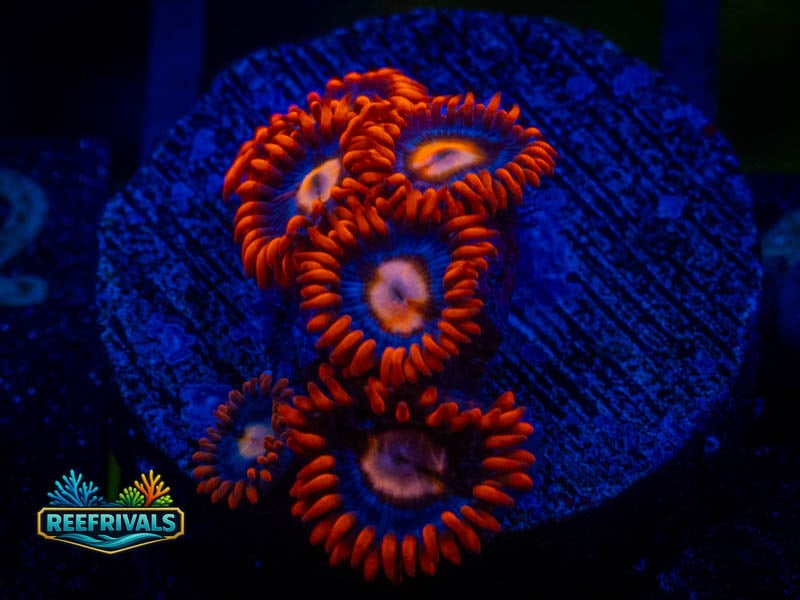 WWC Clementine Zoa coral image from ReefRivals, listed as Zoanthus sp. and Zoas