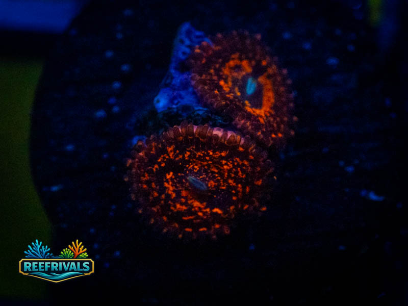 ECC Nightmare 2.0 Zoa coral image from ReefRivals, listed as Zoanthus sp. and Zoas