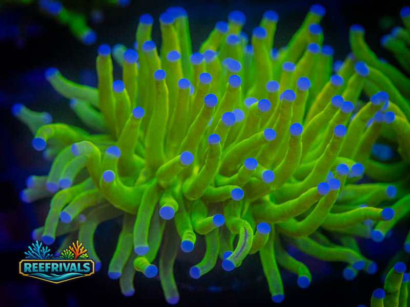 ECC Holy Grail Torch coral image from ReefRivals, listed as Euphyllia glabrescens and Torches