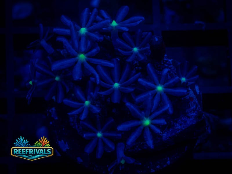 WCC Midnights Daisy Polyps WYSIWYG coral image | ReefRivals WCC Midnights Daisy Polyps coral image from ReefRivals, listed as Clavularia sp. and Soft Coral
