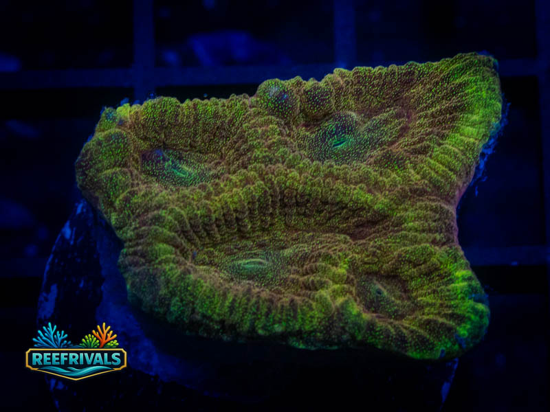 RVL Saraha Desert Favia coral image from ReefRivals, listed as Favia sp. and Favias