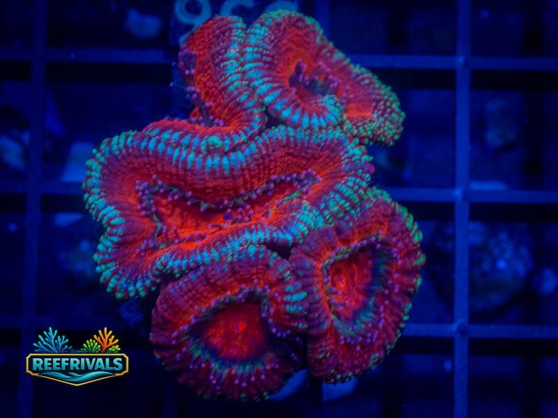 WWC Silver Streaker Acan coral image from ReefRivals, listed as Micromussa sp. and Acans