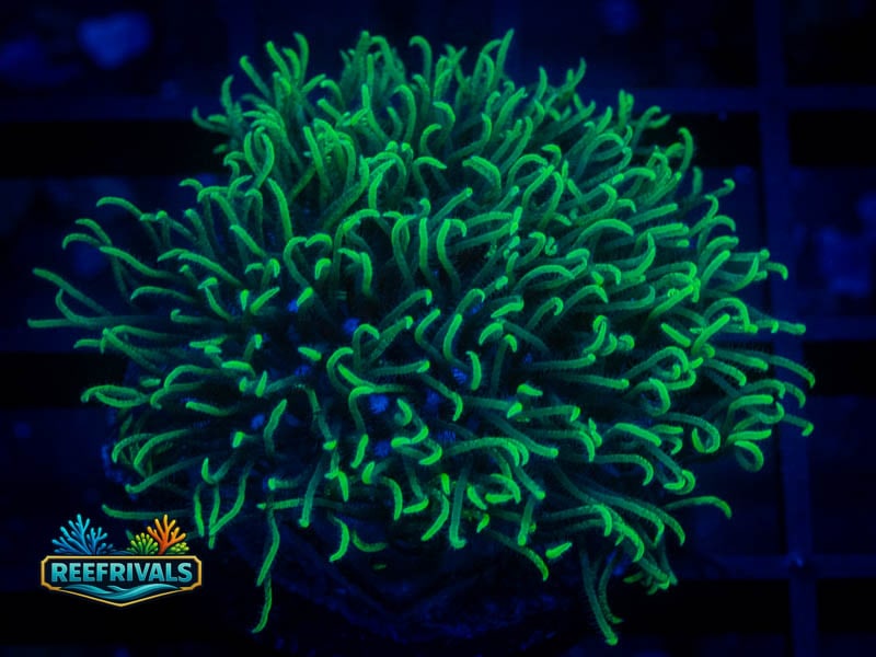 RVL Blue Core GSP coral image from ReefRivals, listed as Briareum sp. and Soft Coral
