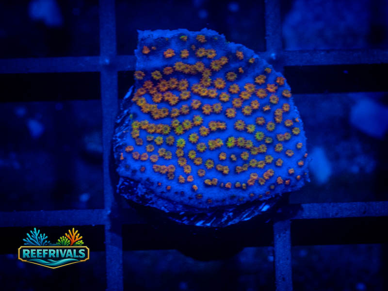 JF Grafted Rainbow WYSIWYG coral image | ReefRivals JF Grafted Rainbow coral image from ReefRivals, listed as Montipora sp. and Montis