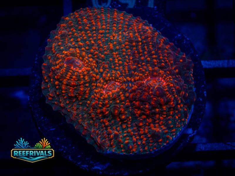 Ultra Red Chalice coral image from ReefRivals, listed as Echinophyllia sp. and Chalices