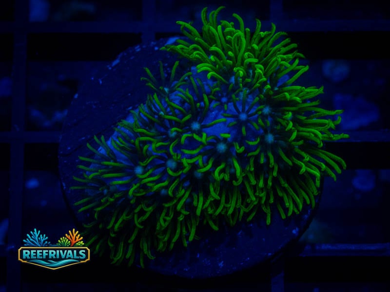 RVL Blue Core GSP WYSIWYG coral image | ReefRivals RVL Blue Core GSP coral image from ReefRivals, listed as Briareum sp. and Soft Coral