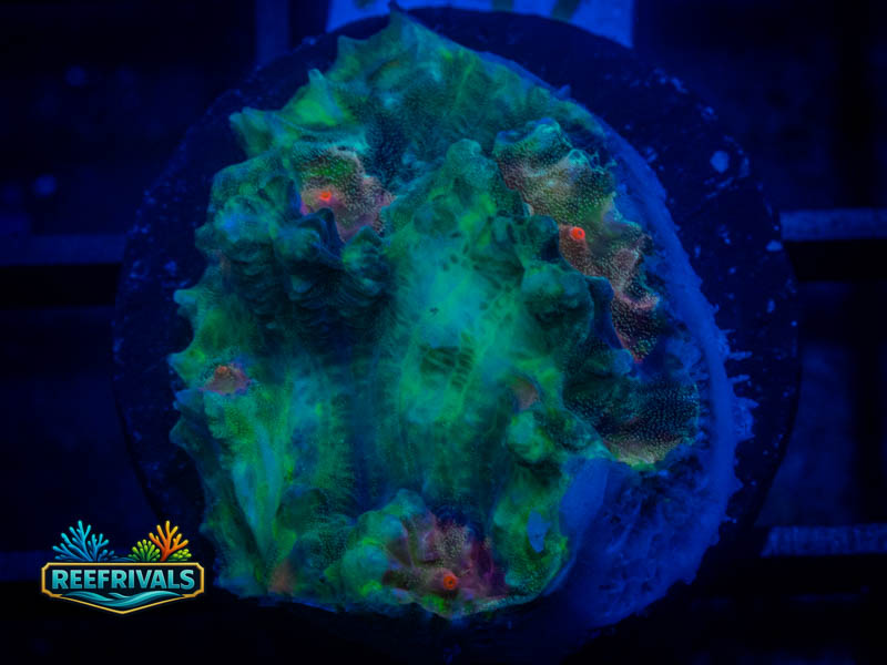 TG Candy Corn Chalice WYSIWYG coral image | ReefRivals TG Candy Corn Chalice coral image from ReefRivals, listed as Echinophyllia sp. and Chalices
