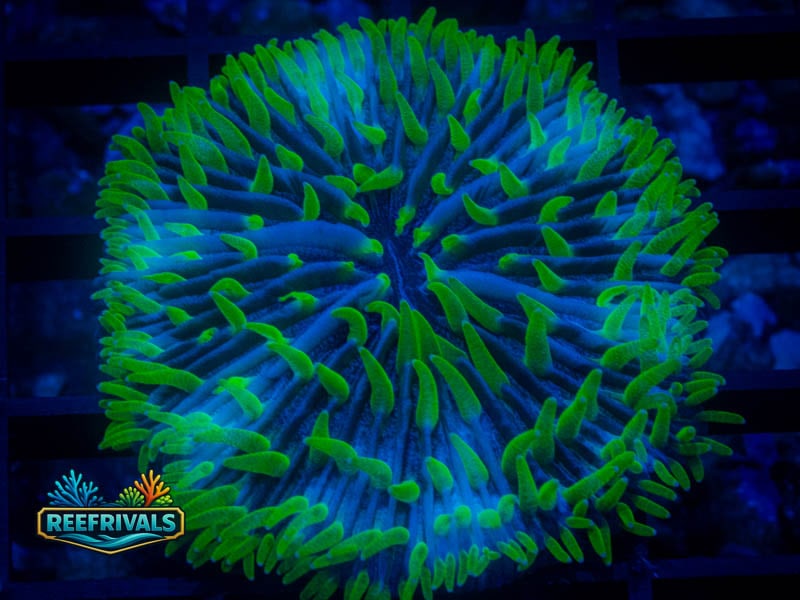 TSA Troll Doll Fungia WYSIWYG coral image | ReefRivals TSA Troll Doll Fungia coral image from ReefRivals, listed as Fungia sp. and LPS Fleshy