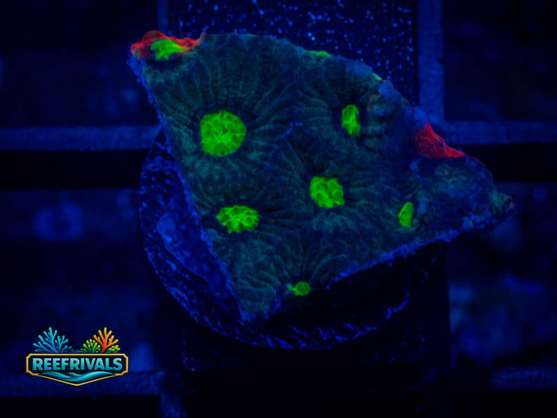 RVL Green Eyed Favia coral image from ReefRivals, listed as Favia sp. and Favias