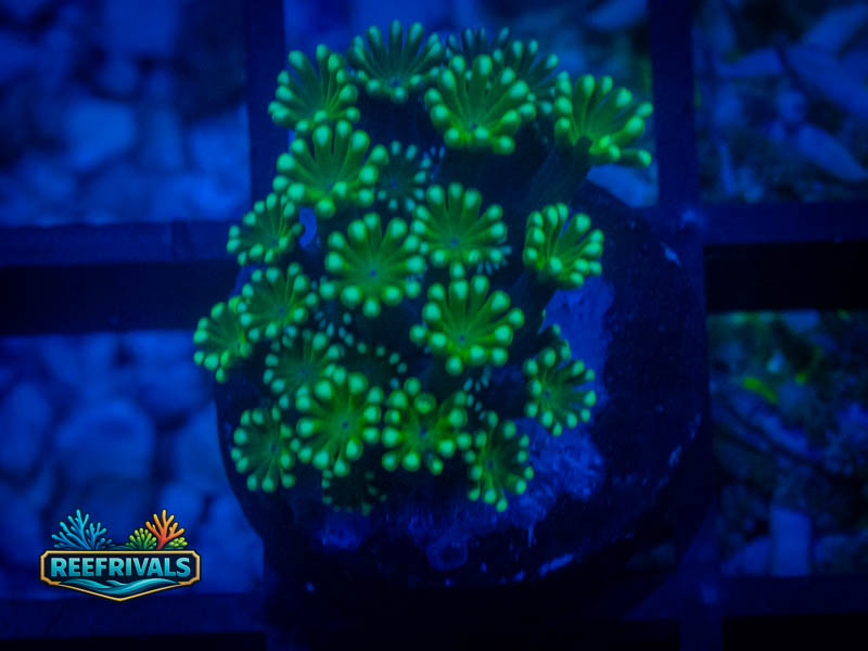 CS Aussie Spearmint Goni WYSIWYG coral image | ReefRivals CS Aussie Spearmint Goni coral image from ReefRivals, listed as Goniopora sp. and Gonis
