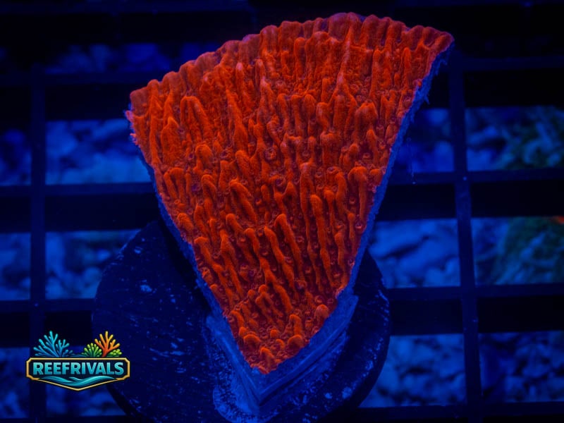 RVL Red Cap Monti WYSIWYG coral image | ReefRivals RVL Red Cap Monti coral image from ReefRivals, listed as Montipora sp. and Montis