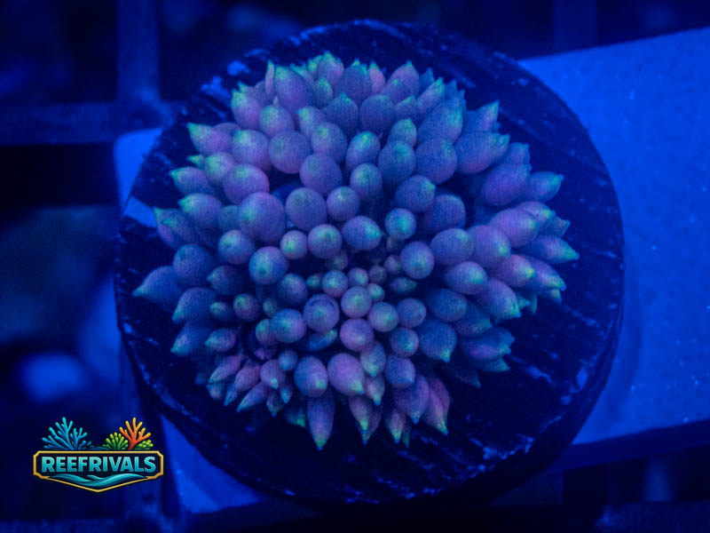 RVL Rainbow Micro Goni coral image from ReefRivals, listed as Goniopora sp. and Gonis
