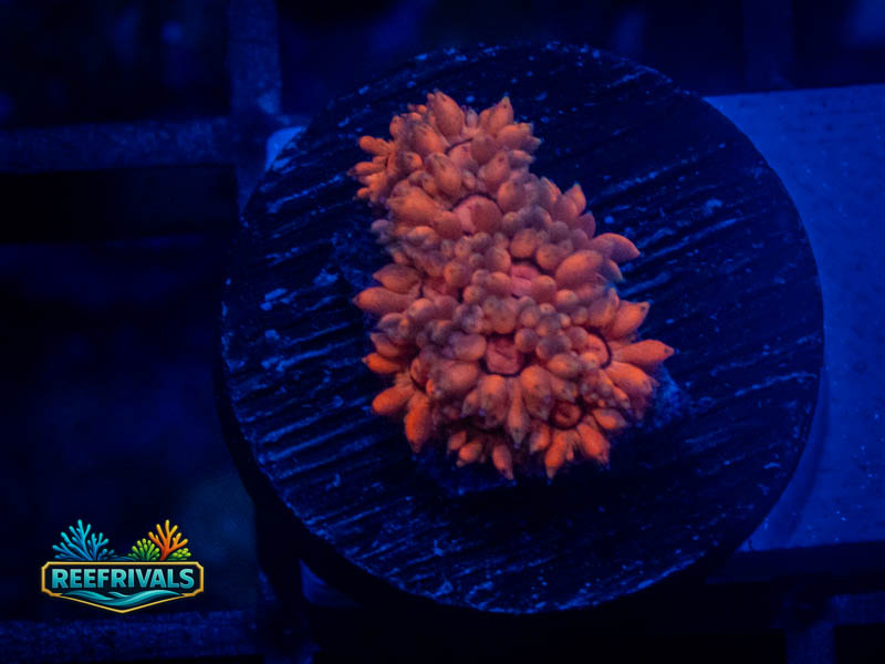 RVL Cherry Micro Goni coral image from ReefRivals, listed as Goniopora sp. and Gonis