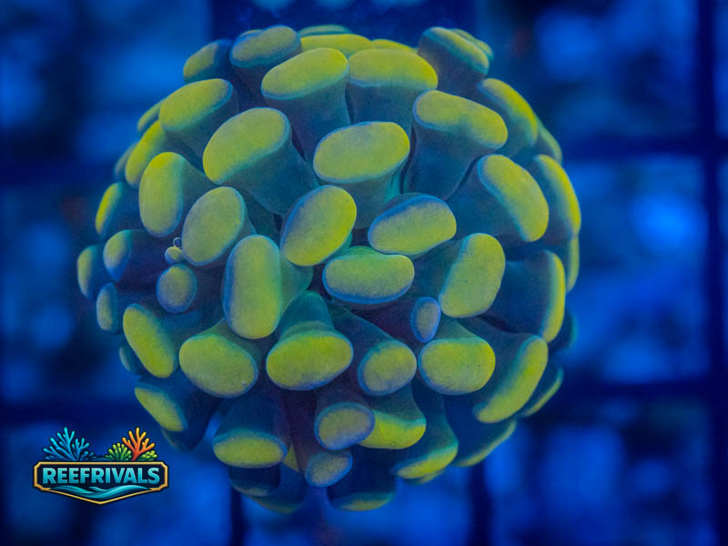 RVL Rainbow Gold Hammer coral image from ReefRivals, listed as Fimbriaphyllia ancora and Hammers