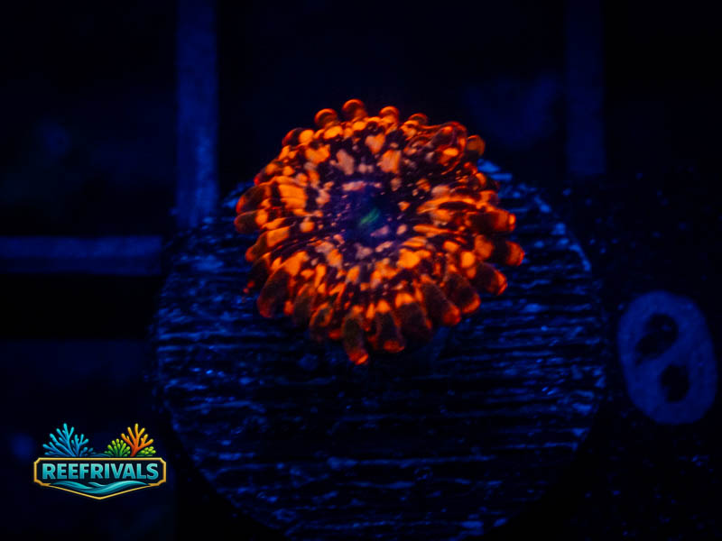 TG Utter Chaos Zoa coral image from ReefRivals, listed as Zoanthus sp. and Zoas