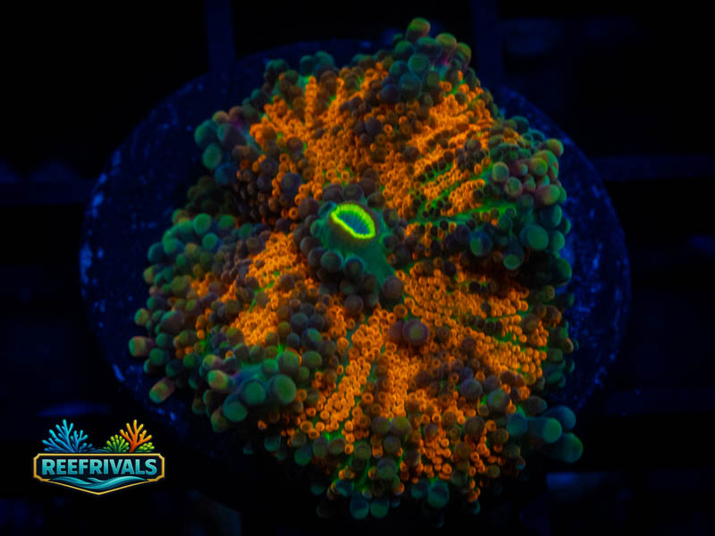 RVL Teddy Bear Yuma Mushroom coral image from ReefRivals, listed as Ricordea yuma and Mushrooms