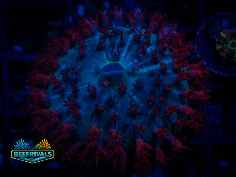 RVL St. Thomas Mushroom (Big) coral image from ReefRivals, listed as Rhodactis spp. and Mushrooms