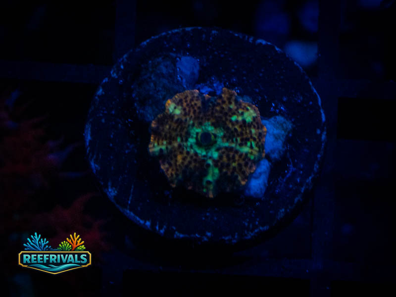 TG Tiger Eye Disco Mushroom WYSIWYG coral image | ReefRivals TG Tiger Eye Disco Mushroom coral image from ReefRivals, listed as Discosoma spp. and Mushrooms