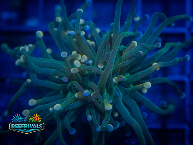 RVL Cotton Candy Torch coral image from ReefRivals, listed as Euphyllia glabrescens and Torches