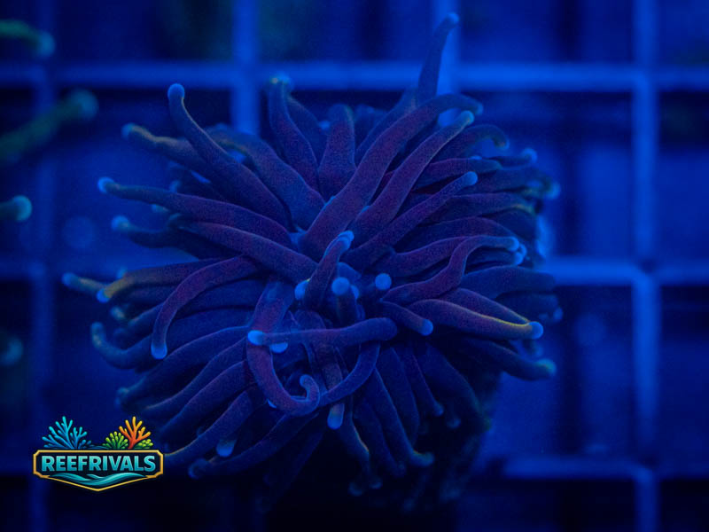 RVL Lightning Torch coral image from ReefRivals, listed as Euphyllia glabrescens and Torches