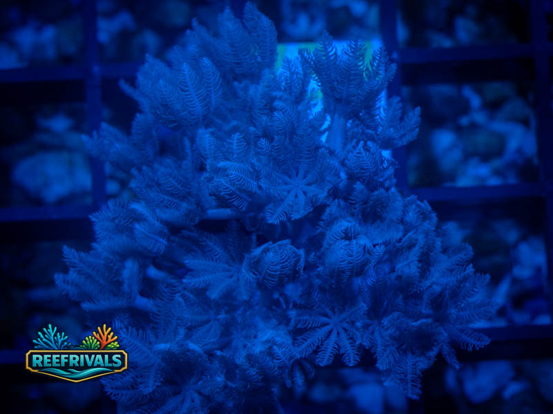RVL Pulsing Xenia WYSIWYG coral image | ReefRivals RVL Pulsing Xenia coral image from ReefRivals, listed as Xenia sp. and Soft Coral