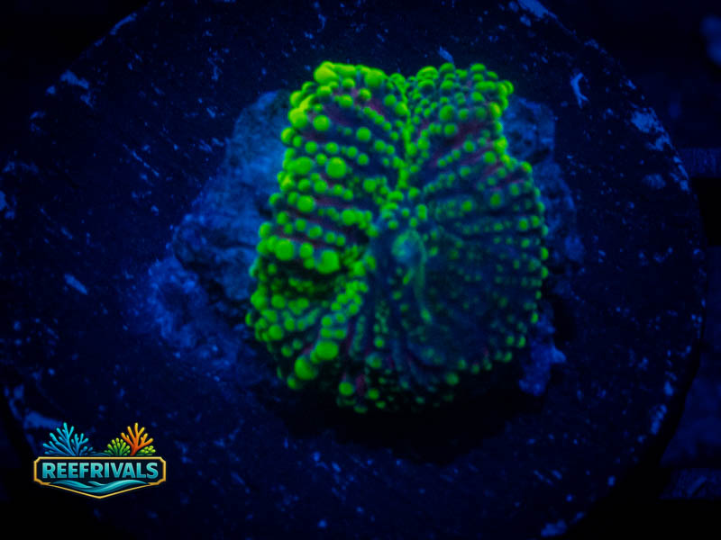 RVL Ultra Mushroom coral image from ReefRivals, listed as Discosoma sp. and Mushrooms