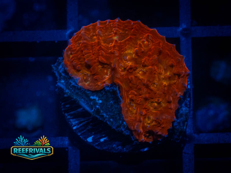 WWC Taste of Rainbow Chalice coral image from ReefRivals, listed as Echinophyllia sp. and Soft Coral