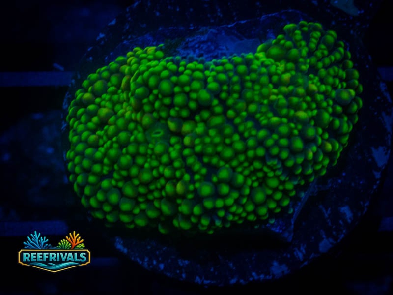 WWC Minty Fresh Ricordea Mushroom coral image from ReefRivals, listed as Ricordea yuma and Mushrooms
