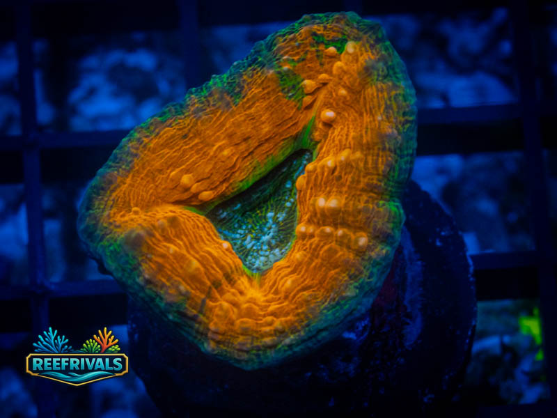 HML Orange Rim Lobo coral image from ReefRivals, listed as Lobophyllia sp. and LPS Fleshy