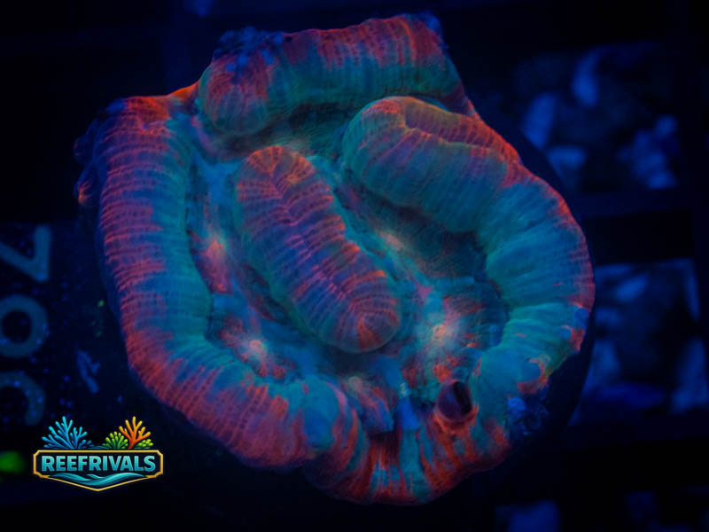 RVL Icey Lobo coral image from ReefRivals, listed as Lobophyllia sp. and LPS Fleshy