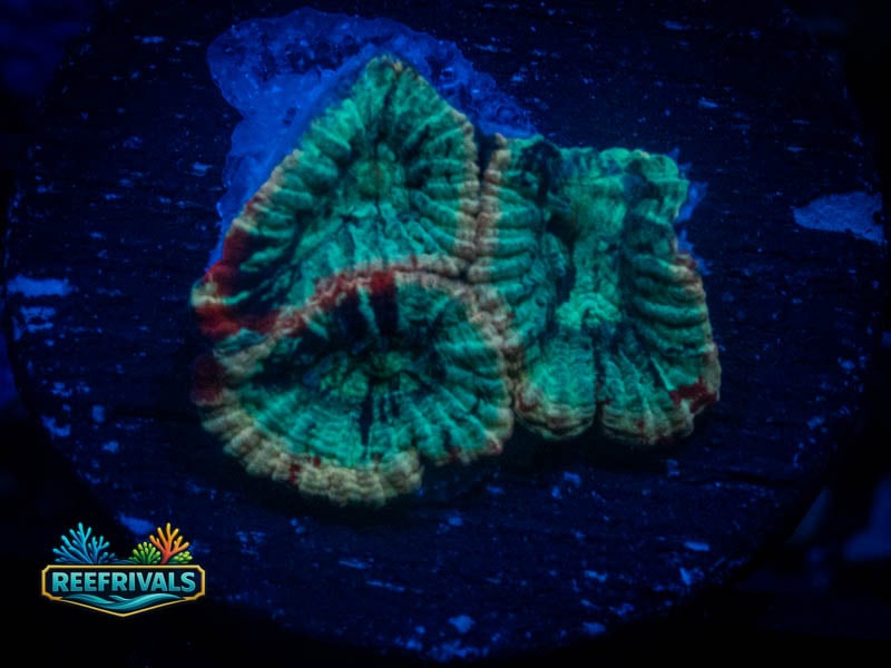 RVL Lava Rim Favia coral image from ReefRivals, listed as Favites sp. and Favias