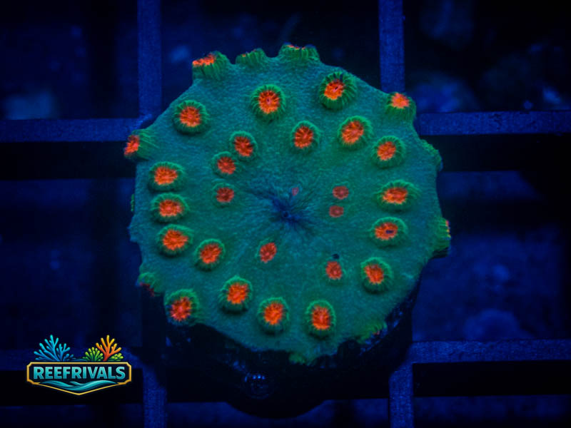 Meteor Shower Cyphastrea coral image from ReefRivals, listed as Cyphastrea sp. and Encrusting