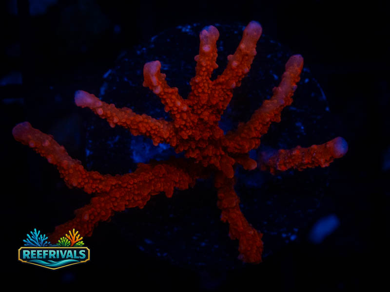 RVL Branching Monti coral image from ReefRivals, listed as Montipora sp. and Montis