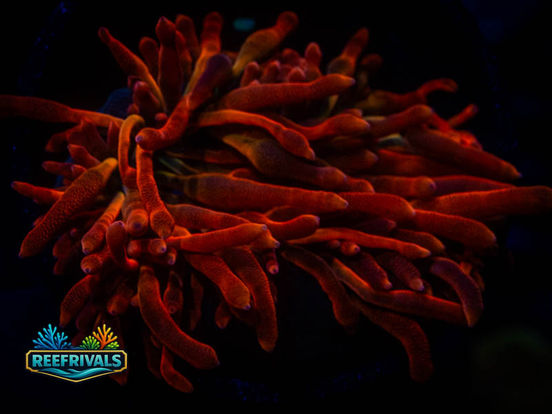 RVL Outer Space Rainbow BTA WYSIWYG coral image | ReefRivals RVL Outer Space Rainbow BTA coral image from ReefRivals, listed as Actiniaria sp. and Soft Coral