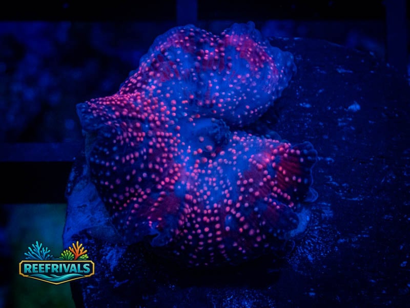 QCC Pink Interstellar Discosoma Mushroom coral image from ReefRivals, listed as Discosoma spp. and Mushrooms
