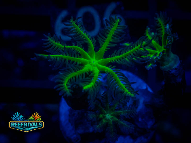QCC Neon Green Clove Polyps coral image from ReefRivals, listed as Clavularia sp. and Soft Coral