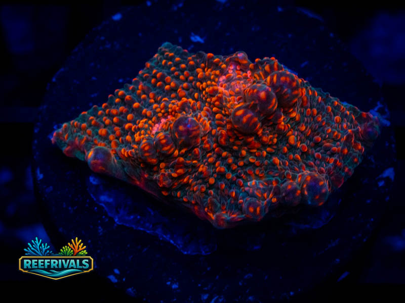 Ultra Red Chalice coral image from ReefRivals, listed as Echinophyllia sp. and Chalices