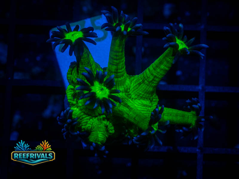 WWC Shadow Flame Goni coral image from ReefRivals, listed as Goniopora sp. and Gonis