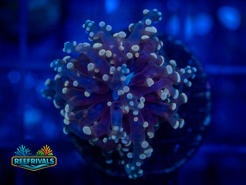 TSA Peach Tipped Octospawn coral image from ReefRivals, listed as Fimbriaphyllia paraancora and LPS Branching