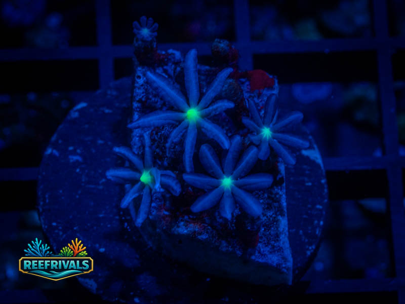 WWC Midnight Daisy Clove Polyps coral image from ReefRivals, listed as Clavularia sp. and Soft Coral