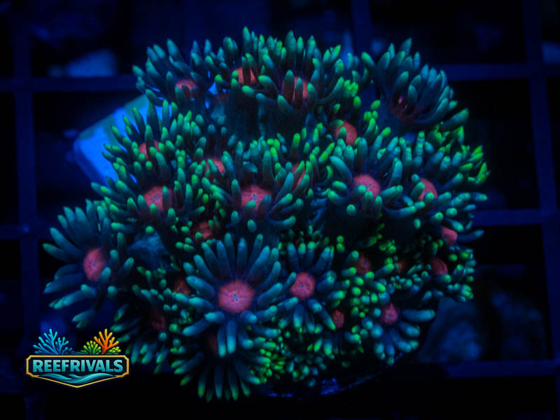 TSA Bubblegum Nebula Goni coral image from ReefRivals, listed as Goniopora sp. and Gonis