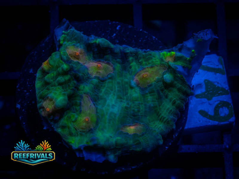 TG Candy Corn Chalice coral image from ReefRivals, listed as Echinophyllia sp. and Chalices
