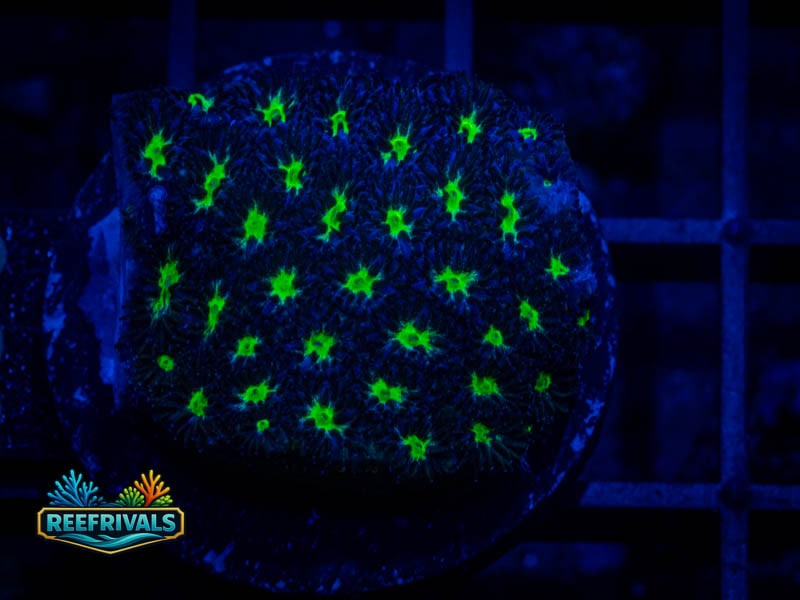 WWC Spooky Lepto WYSIWYG coral image | ReefRivals WWC Spooky Lepto coral image from ReefRivals, listed as Leptastrea sp. and Encrusting