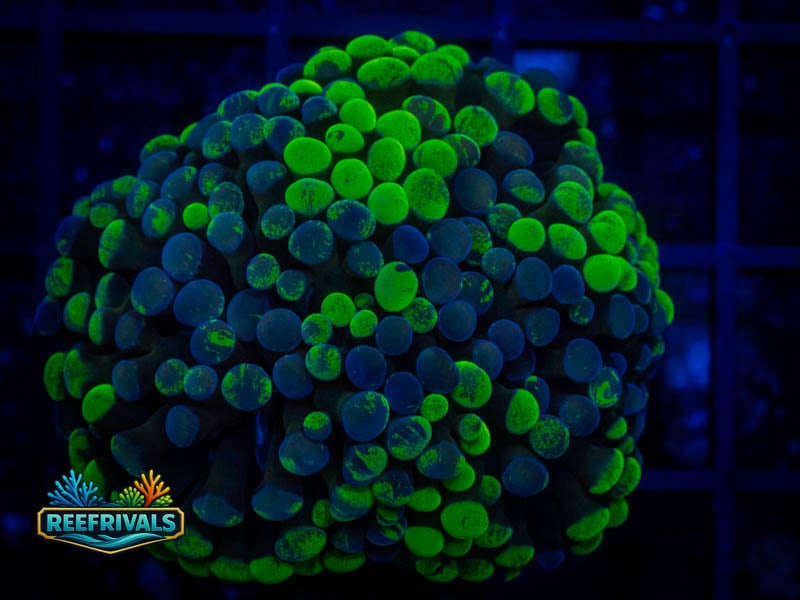 CA Toxic Splatter Hammer WYSIWYG coral image | ReefRivals CA Toxic Splatter Hammer coral image from ReefRivals, listed as Fimbriaphyllia ancora and Hammers