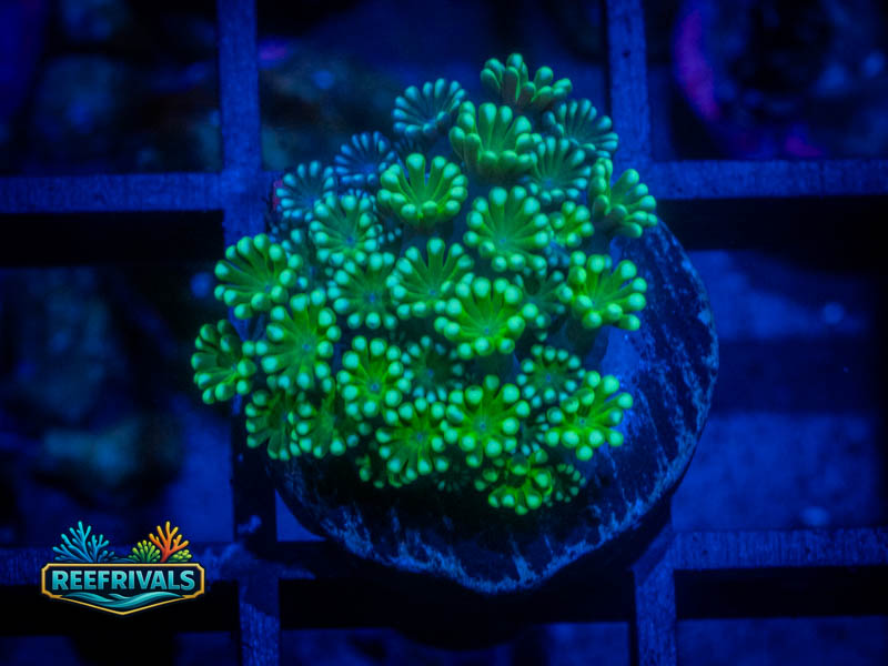 TSA Spearmint Alveopora WYSIWYG coral image | ReefRivals TSA Spearmint Alveopora coral image from ReefRivals, listed as Alveopora sp. and LPS Fleshy