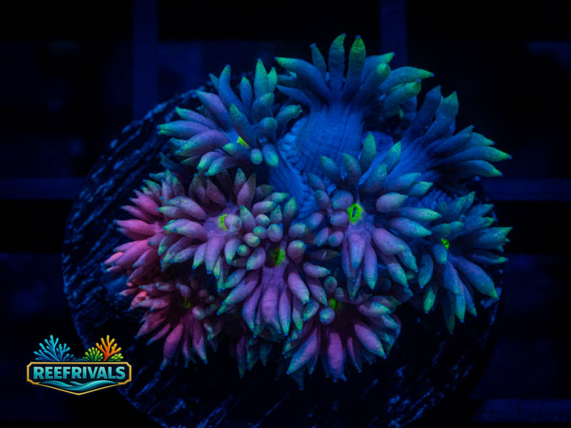 TG Rainbow Dash Goniopora coral image from ReefRivals, listed as Goniopora sp. and Gonis