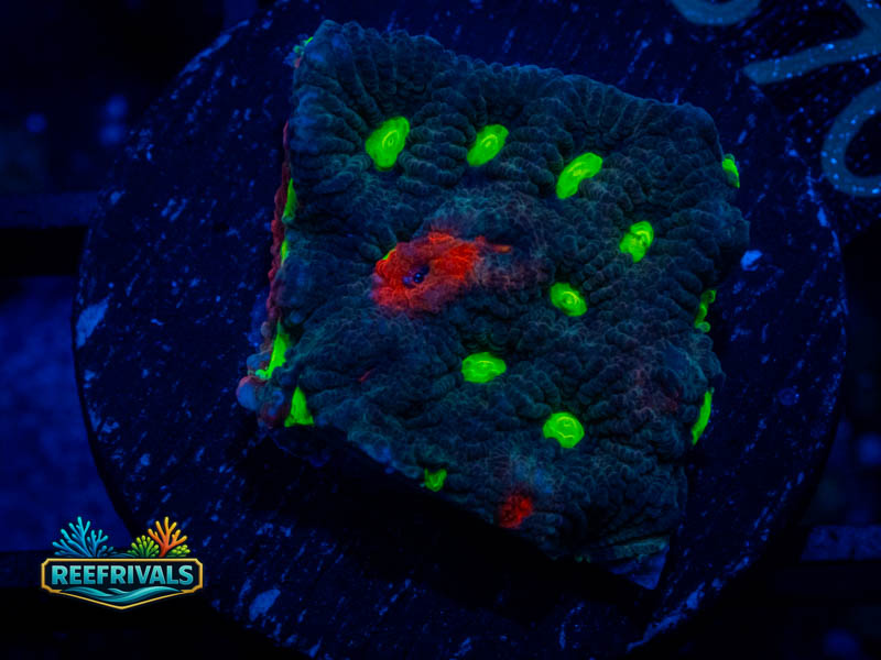RVL Green Eyed Favia coral image from ReefRivals, listed as Favia sp. and Favias