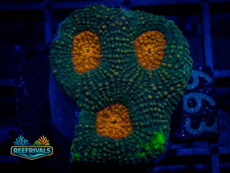 WWC Mango Tango Acan coral image from ReefRivals, listed as Micromussa sp. and Acans