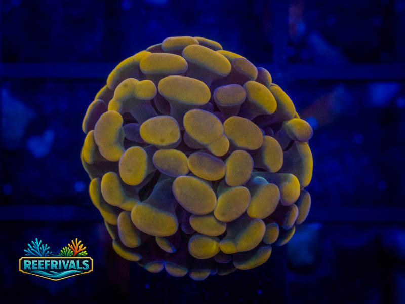 QCC Rasta Gold Hammer coral image from ReefRivals, listed as Fimbriaphyllia ancora and Hammers