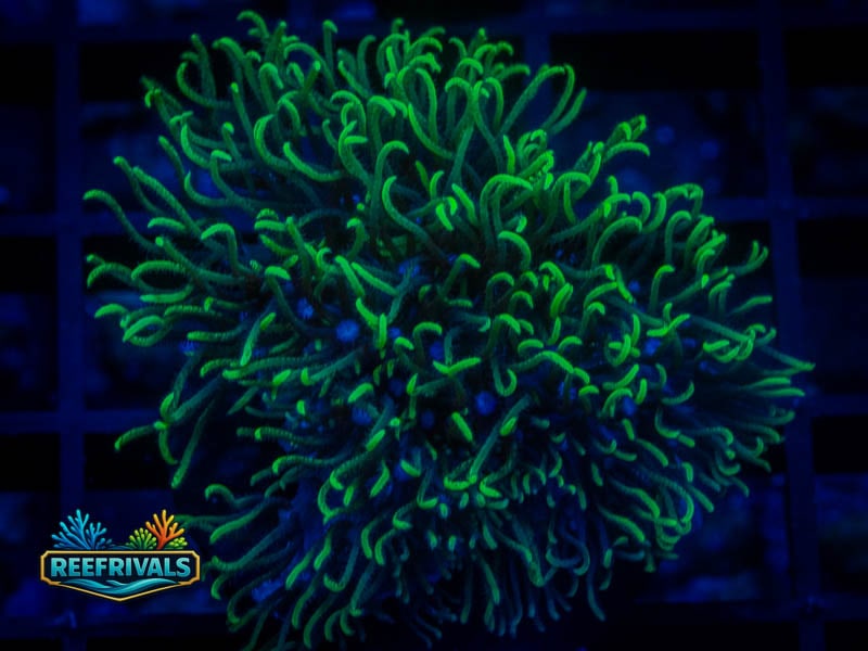 RVL Blue Core GSP coral image from ReefRivals, listed as Briareum sp. and Soft Coral